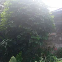 ی اصل درخت پالم لاتانیا