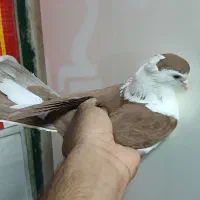 ۱۰ عدد کبوتر