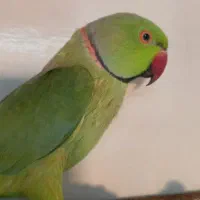 طوطی ملنگو