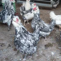 تخم مرغ گلین طوسی