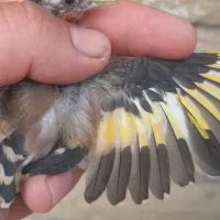 سهره|پرنده|ملایر, |دیوار