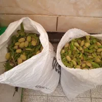 بادام سبز وتازه