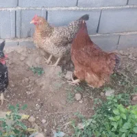 فروش ۴عددمرغ تخم گذار محلی