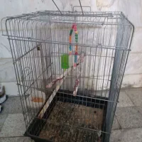 قفس عروس هلندی