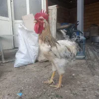 خروس جوان