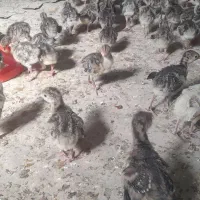 فروش جوجه بوقلمون برنز