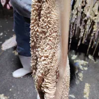 سیرابی گاوی سفید شده و گوسفندی عمده