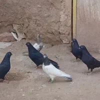 کبوترخوب برای هوا