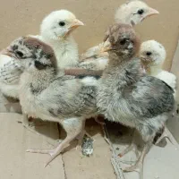 جوجه محلی اصل