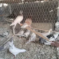 تعداد ۳۰ عدد پر ودمبی وجوجه کار درست