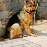 ژرمن وورک لاین درشت