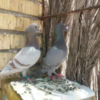 کبوترپلاکی
