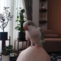 طوطی راهب رنگ خاص