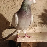 معاوضه با خرگوش ماده