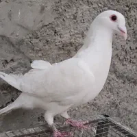 کبوتر هومر سفید نر