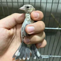 جوجه سهره دشتک