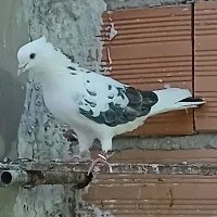 فروش کبوتر