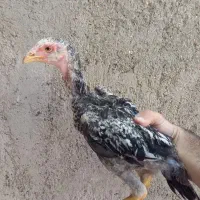 جوجه لاری مرغ خروس اصل اصل مرتب