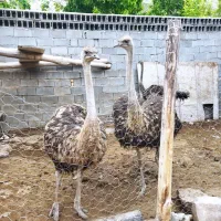 شترمرغ ۵ماهه ودوماهه