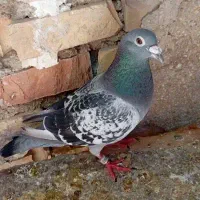 پرنده