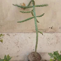 کاکتوس بلند تیغ سگی «سیلیندروپونتیا فولگیدا