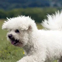 سگ پیدا شده