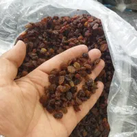 کشمش بیدانه آبگیری