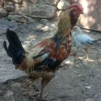 خروس محلی