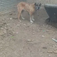 سگ گله گی سگ نگهبان ب شرط تست