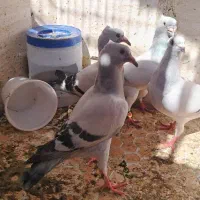 کفتر شامی عروس هلندی گرینچک