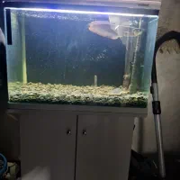 اکواریوم ماهیران