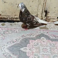 جفت دم سفید