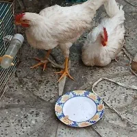 دو عدد خروس