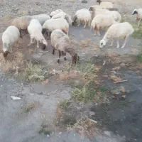 میش