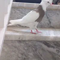 کبوتر طوقی