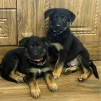 ۳ قلاده توله ژرمن شپرد ورکلاین پدر شجره دار