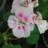 فروش گل شمعدانی