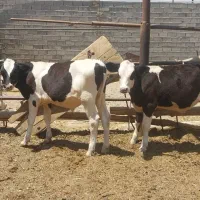 گوساله نر