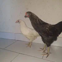 مرغ و خروس زیبای محلی