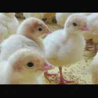 مرغ گلپایگان  اردک پکن بوقلمون بیوتی یک روزه