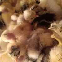 انواع جوجه از کارخانه مستقیم