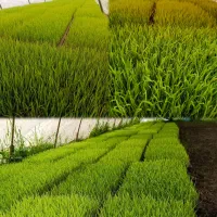 نشای هاشمی موجود است