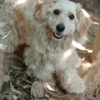 سگ‌ ماده پاکوتاه