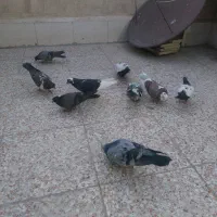 کبوتر
