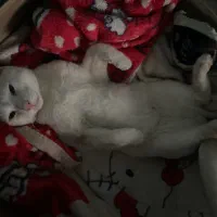 گربه پسر|گربه|مشهد, فدک|دیوار