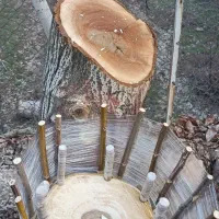 پیوند تخصصی گردو