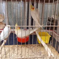 عروس هلندی 2عدد 2عددمرغ عشق