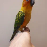 طوطی خورشیدی