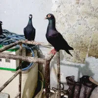جفت زاغ