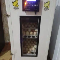 سه عددنیمچه برهما و دستگاه جوجه کشی